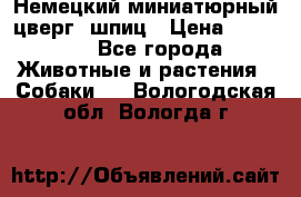 Немецкий миниатюрный(цверг) шпиц › Цена ­ 50 000 - Все города Животные и растения » Собаки   . Вологодская обл.,Вологда г.